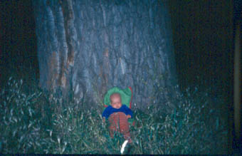 old_tree_young_baby